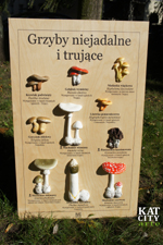 Zdjęcie: tablica edykcyjna niejdalne i trujace grzyby.jpg